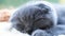 A gray tabby cat lies in bed and falls asleep. Beautiful kitten close-up