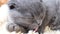 A gray tabby cat lies in bed and falls asleep. Beautiful kitten close-up