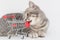 Gray tabby cat on a light background lies and gnaws a shopping cart. Horizontal photo. The idea is that the sale is over