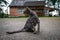 Gray tabby cat looks away on the background of a small house in the forest.