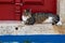 Gray tabby cat lying in the red doorway of a house