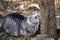 Gray tabby cat lying sharpen claws on tree