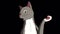 Gray tabby Cat meows alpha matte HD