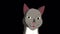 Gray tabby Cat meows close-up alpha matte HD