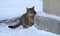 Gray tabby cat peeks around the corner of a snow-covered house wall