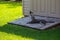 Gray tabby cat reclining on a garden shed entry ramp