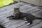 Gray tabby cat reclining on a garden shed entry ramp