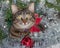 Gray tabby cat in silver Christmas tinsel