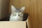 A gray tabby cat sits in a cardboard box. Cats and boxes