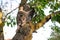 A gray tabby cat sits on a tree. Street homeless animals