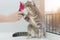 A gray tabby cat sits by the window and sniffs a brush or comb that a human hand holds out. Preparation for leaving