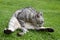 Gray tabby cat sitting in the grass and licking his paw