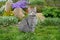 A gray tabby cat is sitting in green grass and spring flowers in a garden. Pets walking outdoor adventure. Cat close up