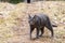 gray tabby cat sneaks up outdoors