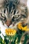 Gray tabby cat sniffs bright yellow flowers