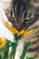 Gray tabby cat sniffs bright yellow flowers