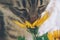 Gray tabby cat sniffs bright yellow flowers