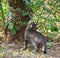 Gray tabby cat sniffs the leaves of an autumn tree