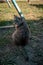 Gray tabby cat in the yard sits and looks