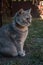 Gray tabby cat in the yard sits and looks