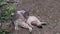 Gray tabby cute cat lying and licks her body on the ground background