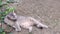 Gray tabby cute cat lying and licks her body on the ground background