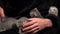 Gray Tabby Cute Kittens are Having Fun in Arms of Their Owner