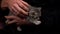 Gray Tabby Cute Kittens are Having Fun in Arms of Their Owner