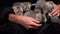 Gray Tabby Cute Kittens are Having Fun in Arms of Their Owner