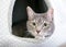 A gray tabby domestic shorthair cat relaxing inside a covered cat bed