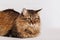 Gray tabby furry cute cat lying on a light wall background, close-up. Striped fluffy cat with a long mustache portrait