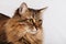 Gray tabby furry cute cat lying on a light wall background, close-up. Striped fluffy cat with a long mustache portrait