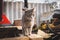 Gray tabby kitten in the backyard in beautiful peach light