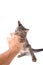 Gray tabby kitten bites the hand on white background