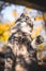 Gray tabby kitten, funny vertical photo, meme