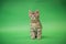 Gray Tabby Kitten on Green background