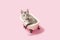 Gray tabby kitten in pink bath tub