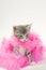 Gray tabby kitten pink boa, white background.