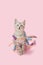 Gray tabby kitten pink Christmas decoration