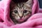 Gray tabby kitten in a pink towel after a bath