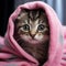 Gray tabby kitten in a pink towel after a bath