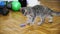A gray tabby kitten plays with objects on the floor.