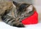 Gray Tabby Kitten Sleeping on a Soft Valentine Hearth