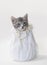 Gray tabby Kitten in white pearl wedding purse, white background.