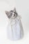 Gray tabby Kitten in white pearl wedding purse, white background.