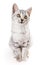 Gray tabby shorthair cat