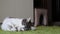 Gray Tabby Sleepy Cat Laying on a Carpet