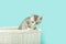 Gray tabby in white basket, blue background