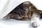 Gray tabby young cat resting and sleeping under white towel