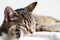 Gray tabby young cat resting on white towel